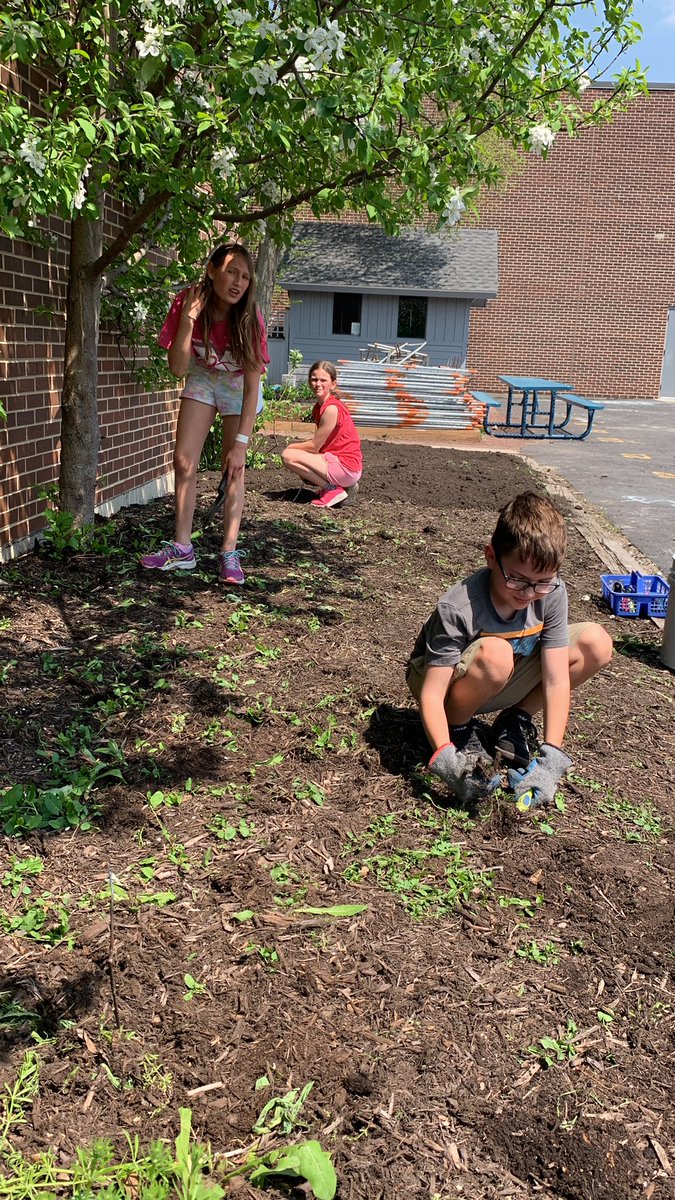 tsheedyPC's tweet photo. 3rd and 4th graders getting dirty in the garden! #gardenday @mg75wolves #d75 https://t.co/50jtqCbpRh