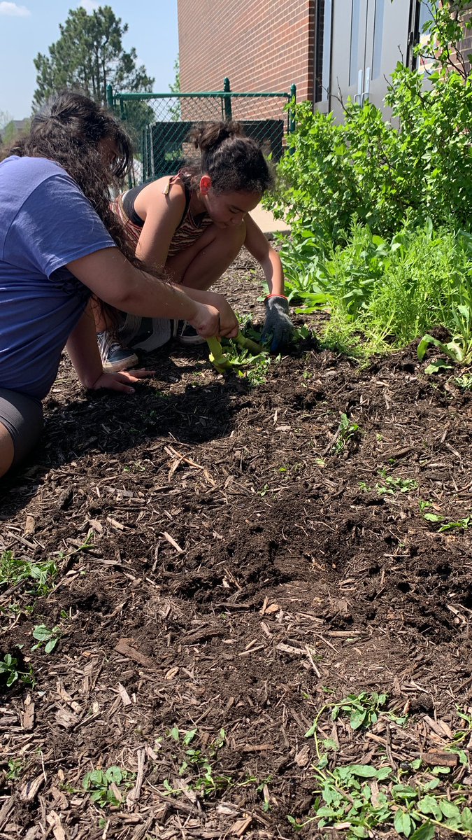 tsheedyPC's tweet photo. 3rd and 4th graders getting dirty in the garden! #gardenday @mg75wolves #d75 https://t.co/50jtqCbpRh