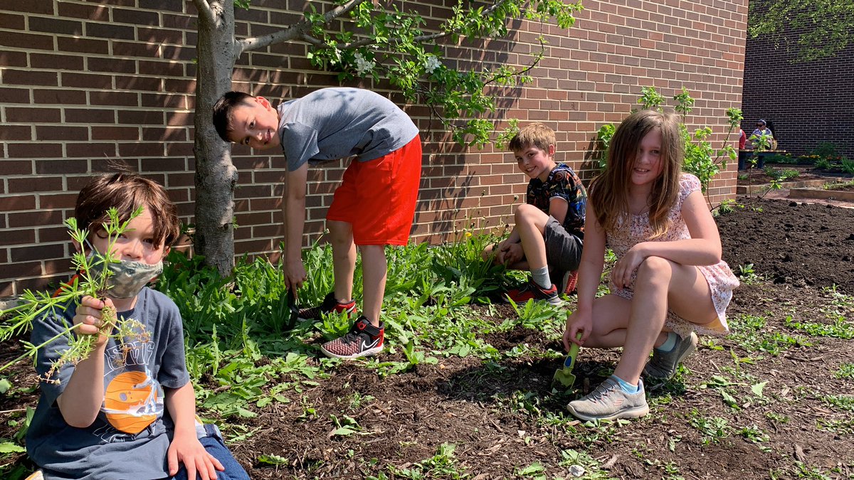 tsheedyPC's tweet photo. 3rd and 4th graders getting dirty in the garden! #gardenday @mg75wolves #d75 https://t.co/50jtqCbpRh