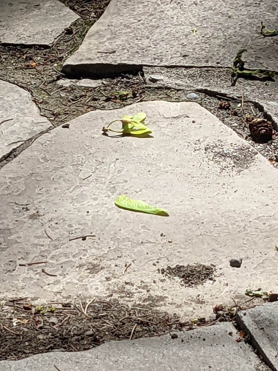 radiomike519's tweet photo. Devastation: the #maplekeys are underway! ๐ https://t.co/XABOUtfVRp