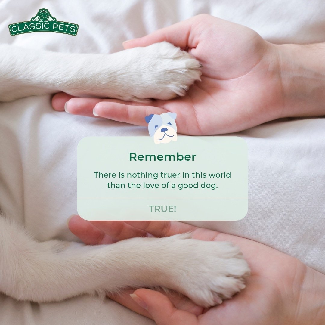 classic4pets's tweet photo. * Remember *
There is nothing truer in this world than the love of a good dog.🐶🐶🐶
🌐 https://t.co/EhXCaulEAw
☎️ Call: +17149084850
#LabradorRetriever #americaclassic4pets #BuyLabradorRetrievers #LabradorRetrieversforsale #LabradorRetrieversBreeder #LabRetrievers  #LabPuppies https://t.co/SEsvsJYsAu