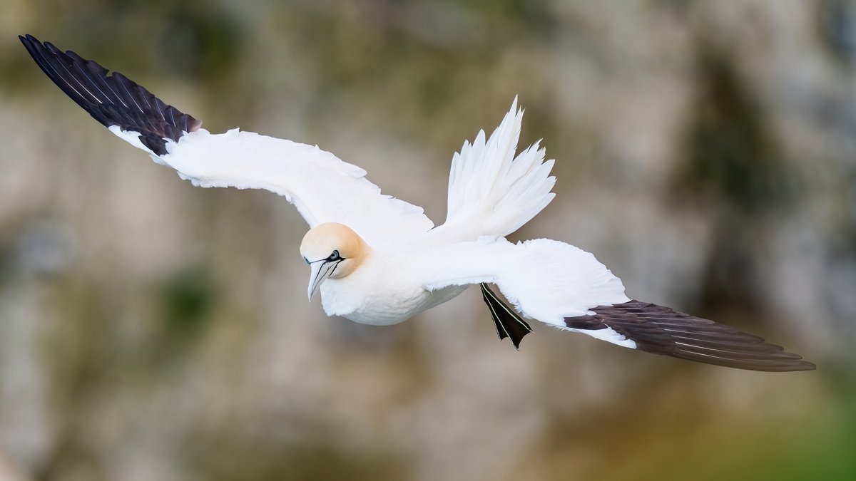 manxmannin's tweet photo. Gannet #bemptoncliffs #NaturePhotography https://t.co/mYiLDjN92y