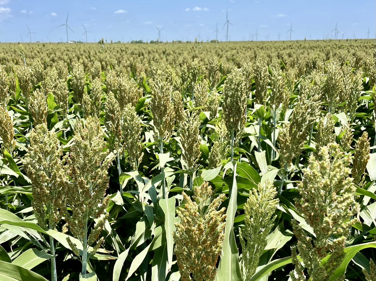Dryland #sorghum in the Valley near Los Coyotes, TX in the heat of the day.  Bids around $12/cwt  Cotton is equally impressive.