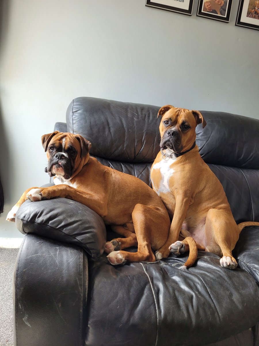 VickyPi58840741's tweet image. My babies 😍