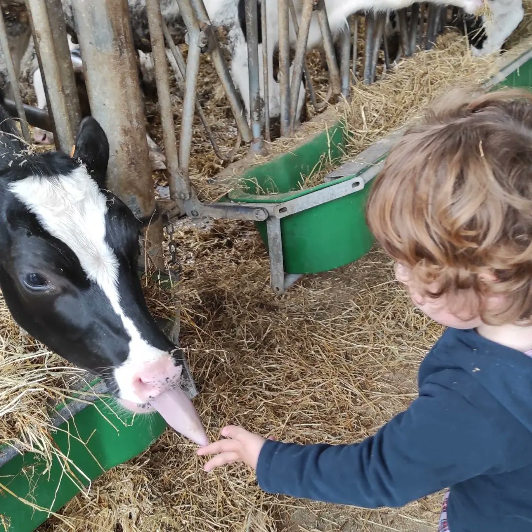salesdeusto's tweet photo. #Haur Eskola #2urte #txango #granja Murrieta #ordeñar a una vaca

 Hoy nos hemos ido de excursión! Además de ver , tocar y conocer mejor a las vacas, también hemos podido ordeñarlas, y degustar su rica leche. https://t.co/DgALh8nvDu