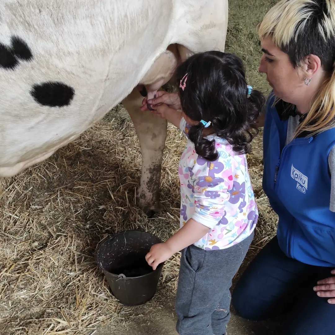 salesdeusto's tweet photo. #Haur Eskola #2urte #txango #granja Murrieta #ordeñar a una vaca

 Hoy nos hemos ido de excursión! Además de ver , tocar y conocer mejor a las vacas, también hemos podido ordeñarlas, y degustar su rica leche. https://t.co/DgALh8nvDu