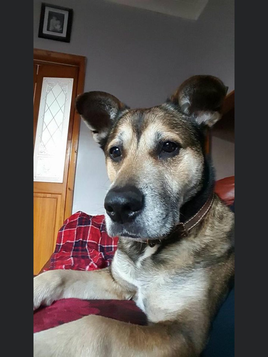 Can’t believe a year has passed since I had to say goodbye to you my handsome boy, missing you still ❤️