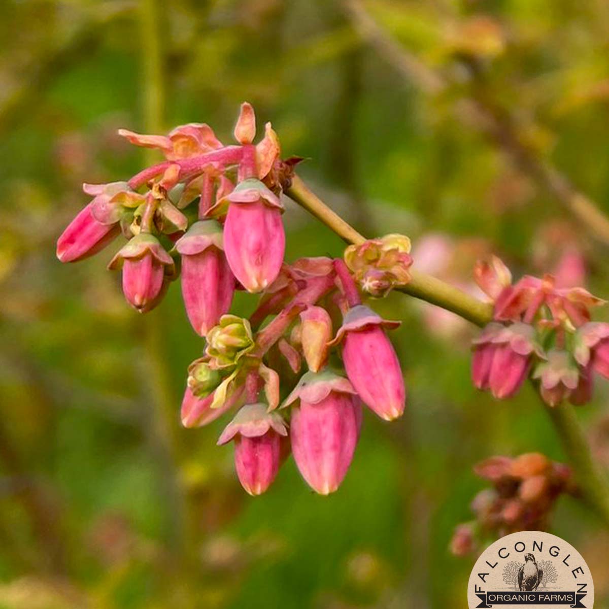 FalconglenFarms's tweet photo. Our early variety Duke has already started to bloom and more blossoms will be coming soon! 🌸🌿🐝 🌞
We have our freeze-dried organic blueberries 🫐 and blueberry tea blends 🍵 available now and can ship them anywhere in Canada!
https://t.co/IR42RknTFo
#FalconglenOrganicFarms https://t.co/cL9W2naNbt