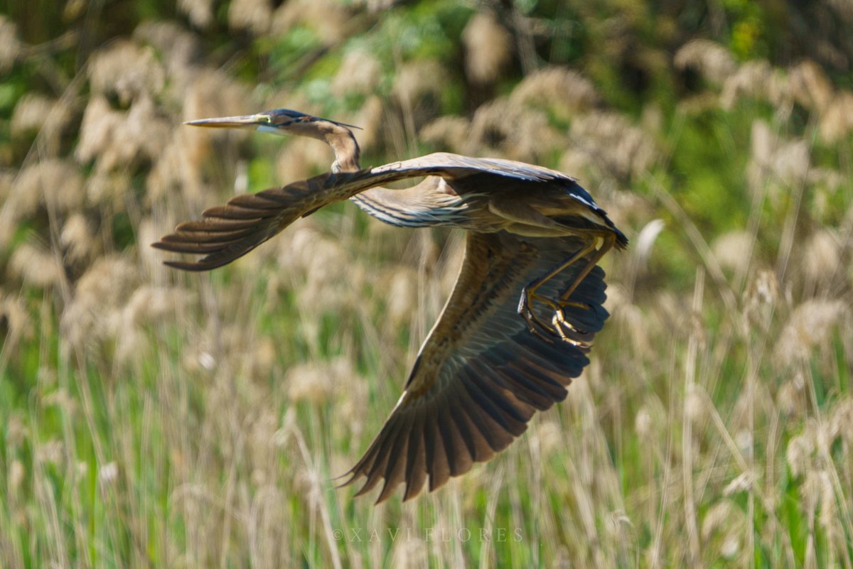 xfgiro's tweet photo. Agró roig (Ardea purpurea). Reserva Natural de Sebes

#ocells #birds #birdwatching #birdphotography #photography #wildlifephotography #thephotohour #TwitterNatureCommunity #reservanaturaldesebes #TerresdelEbre https://t.co/oAXxPHP5p9
