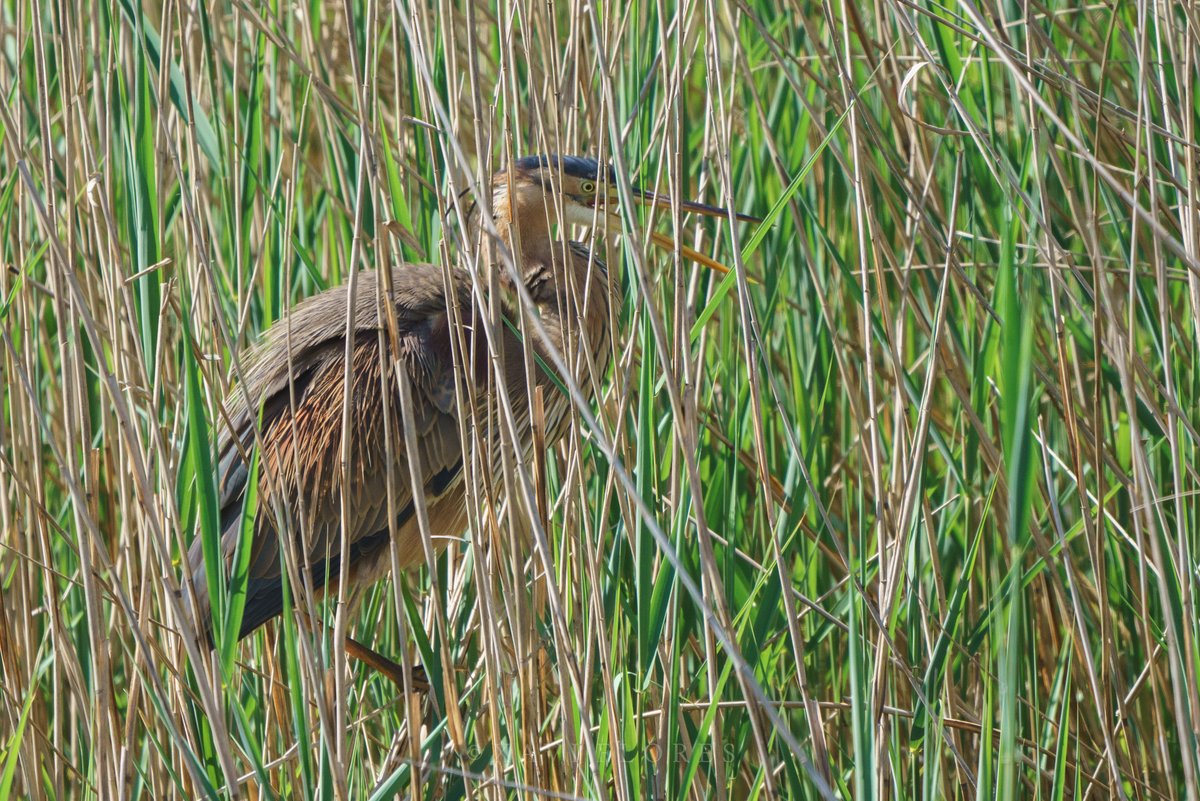 xfgiro's tweet photo. Agró roig (Ardea purpurea). Reserva Natural de Sebes

#ocells #birds #birdwatching #birdphotography #photography #wildlifephotography #thephotohour #TwitterNatureCommunity #reservanaturaldesebes #TerresdelEbre https://t.co/oAXxPHP5p9