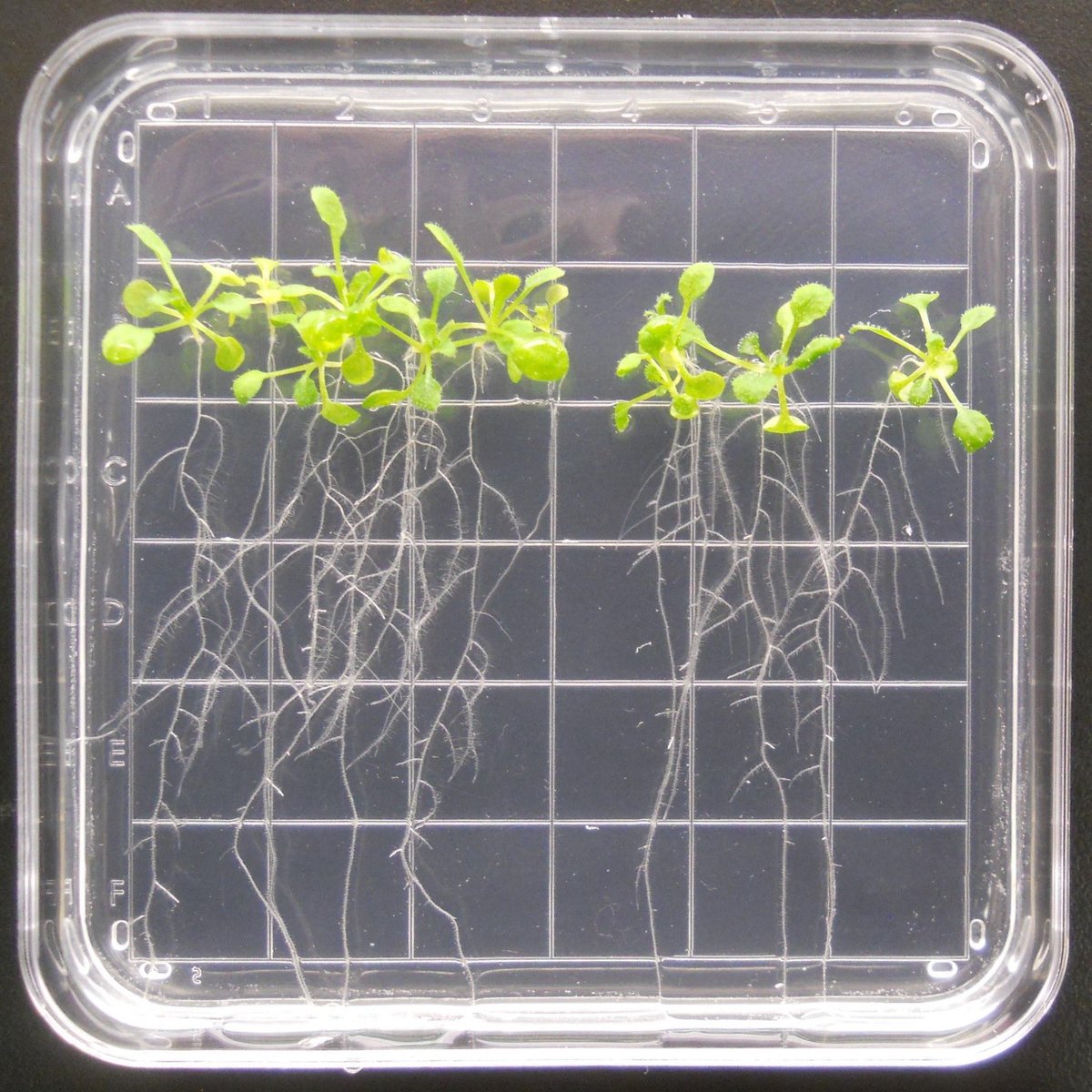 Advanced Plant EXperiments 03-2 (APEX-03-2) investigated the molecular basis of cell wall and root behavior in microgravity, as well as epigenetic changes in the plant genome.
Credits: Anna-Lisa Paul, University of Florida