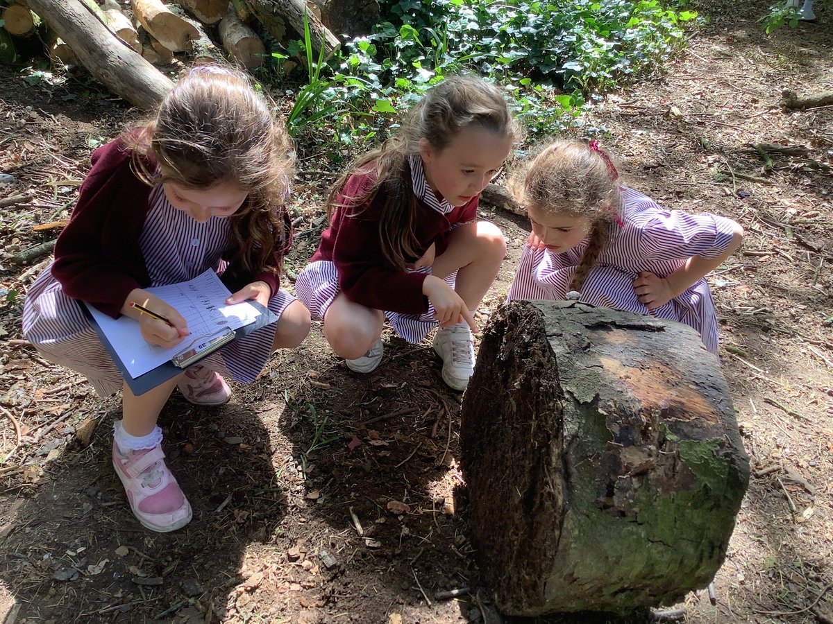 BromsPrePrep's tweet photo. Year 2 enjoyed exploring microhabitats this week as part of their science work. #BromsYr2 #BromsScience #OutdoorLearning https://t.co/wVyRXTwOH8