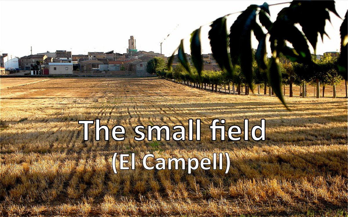 franjoliP's tweet photo. Un altra de lliterana, el seu nom ho diu tot...
#Thesmallfield #ElCampell #Alcampell #Llitera https://t.co/l60nCOodHV