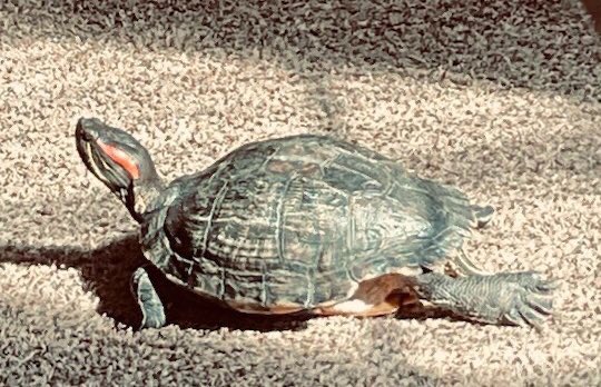 gomer2323's tweet photo. Turt timeline cleanse.
#AlaskaPets #TurtleYoga https://t.co/oErnavOr3O