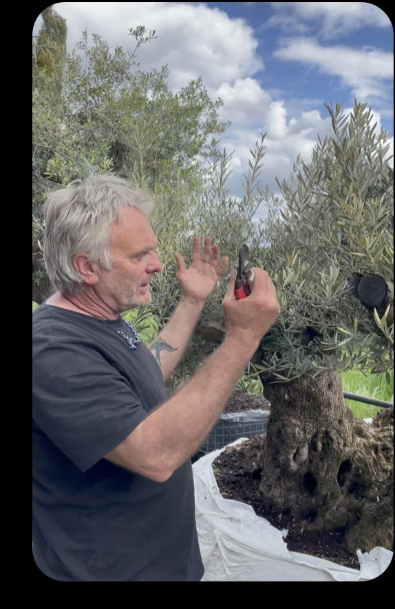 Here’s how to prune your Olive Tree.

youtu.be/hJk1Hz2lMm4