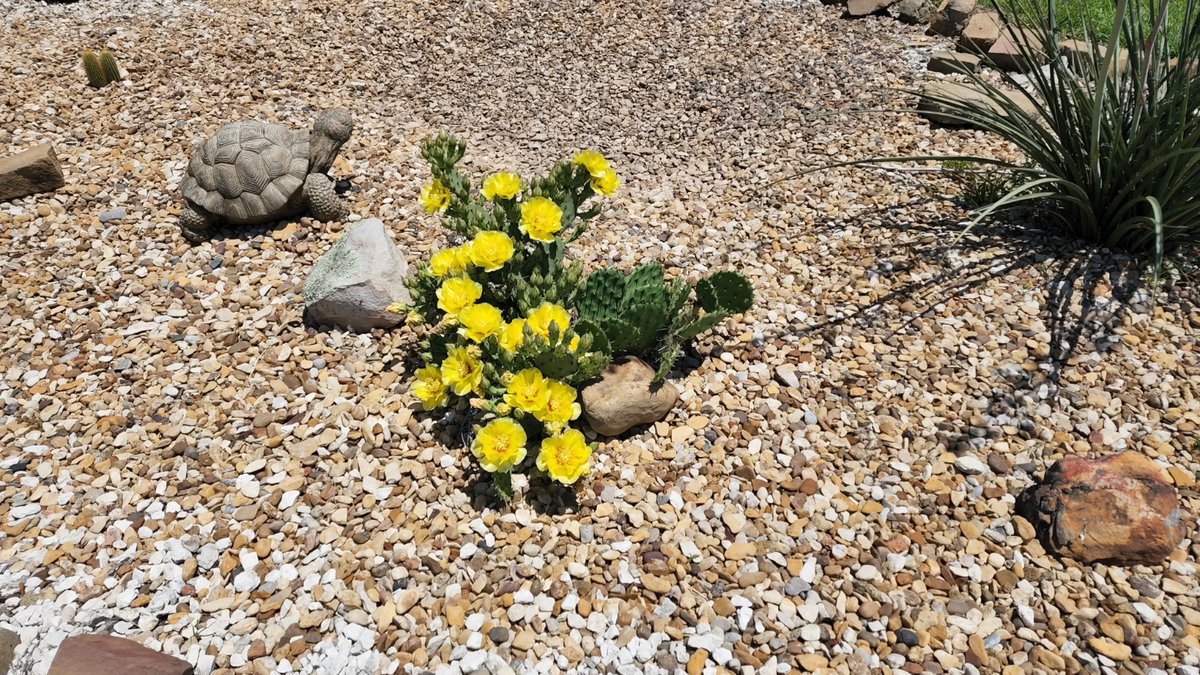 HolladayDoug's tweet photo. Wow, this thing is loving spring. First picture was yesterday. Next two are from today. About twice as many flowers and the day before.
#holladayhacienda #spring #springtime #springtimeintexas https://t.co/fqgJAuU8Lg