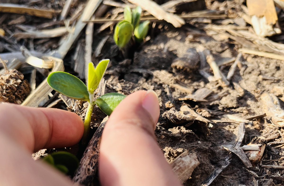 Pragyagupta05 (@pragyagupta05) on Twitter photo Field season begins. Emergence starts. Excited to work on my first research project “Evaluating impact of Hilling on Soybean GallMidge infestation” <a href="/UNLEntomology/">Nebraska Entomology</a> Field season begins. Emergence starts. Excited to work on my first research project “Evaluating impact of Hilling on Soybean GallMidge infestation” <a href="/UNLEntomology/">Nebraska Entomology</a>