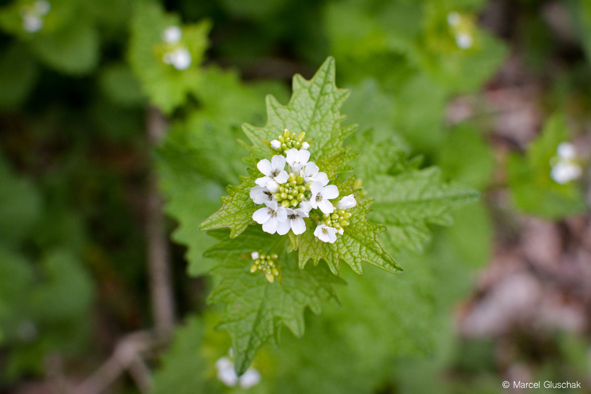 marcelgluschak's tweet photo. Schon die Menschen in der Steinzeit würzten mit dieser Pflanze. Sie schmeckt so wie sie heißt, ist jedoch milder: die #Knoblauchsrauke. 🧄🌿🦋 Aber auch bei einigen Schmetterlingen ist sie sehr beliebt: https://t.co/JmnrIFpOyh https://t.co/xcBOxJqwIA