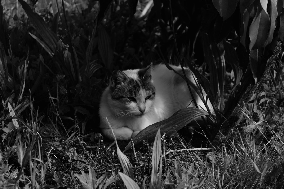 olo_catharsis's tweet photo. the cat, kitty... and the wooden stick! (3)
.
.
.
.
.
.
#olo #catharsis #buzzing #pics #nature #life #onelovelyoutlook #outdoors #cat #kitty #woodenstick #straightfromcamera #BnW #BW #theoriginofgreen https://t.co/NDkZTeTM4x