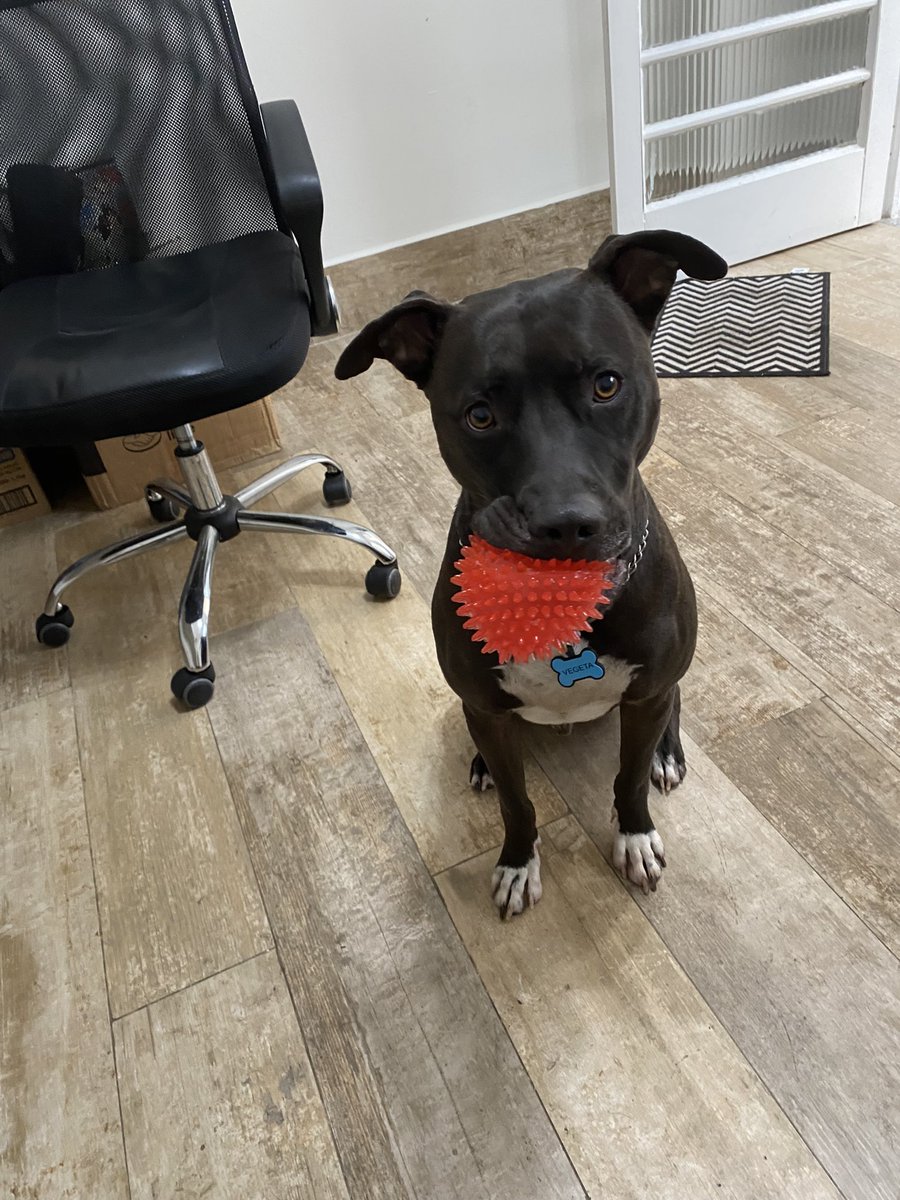 luisa_brotto's tweet photo. @ClaireMax Here is Vegeta telling you that throwing a ball will make you feel better https://t.co/BDZjSRN0P2