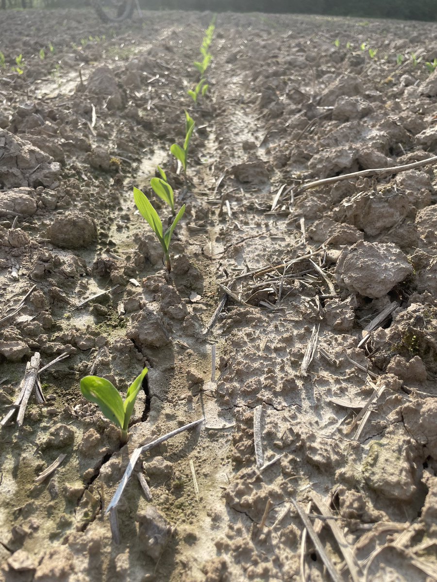 DKCAG_WIL's tweet image. Looking towards the future with @BayerTraits, our team is planting  commercial #SmartCornSystem trials for @Asgrow_DEKALB. Lance will be covering these on his next Ask the Agronomist, May 19th at 7:30 am. #Bayer4IL Smart Corn System Plot Planting - Knox Co m.youtube.com/watch?v=xx4yKI…
