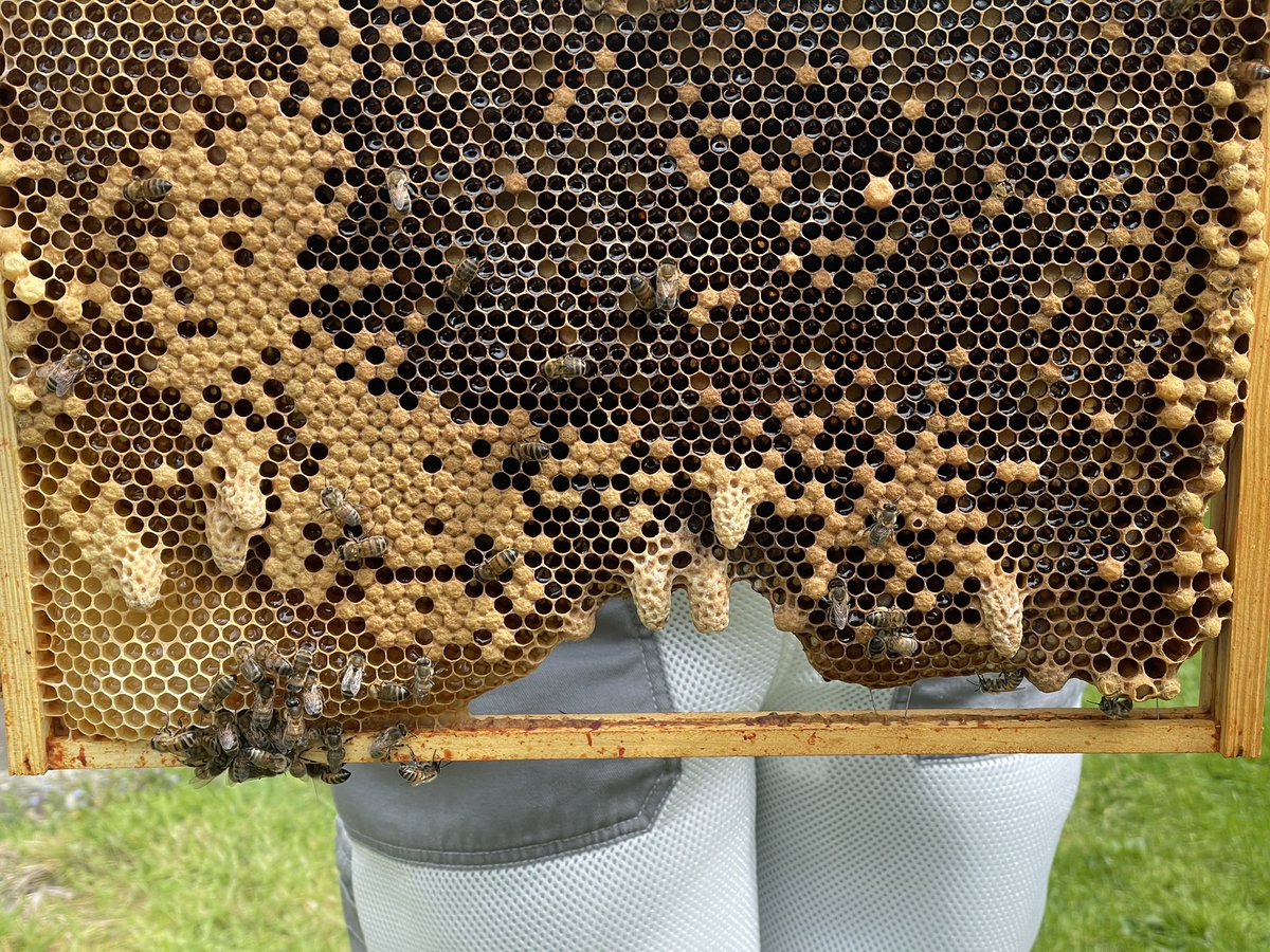 HarboroughHoney's tweet photo. A few queen cells there! This is a frame from one of our latest splits where we are introducing a new queen! Perfectly normal behaviour. #queencells #beehivesplits #beenuc #bees #harborough #brood #beekeeping #beekeepers https://t.co/vbmEF3mdu3