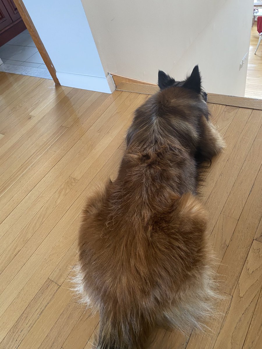 cokotervs's tweet photo. Are you coming back upstairs??? #dogsoftwitter #belgiantervuren #waiting #dogs #purebred https://t.co/5lvBprSoQS