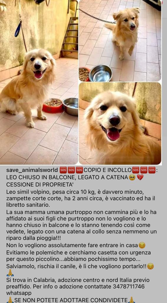 GabriellaBargh1's tweet photo. E LUI È TENUTO COSI😡
QUALSIASI PAROLA È INUTILE MA 
GLI RT NO. FORZA CERCHIAMO DI
TOGLIERLO DAL BALCONE ANZI
PROPRIO DA QUELLA SITUAZIONE
DI SOLITUDINE E AVVILIMENTO😭
🙏🙏🙏🙏🍀🌺🐾😔🌸💔💔💔🐞 https://t.co/h9kL91WzAW