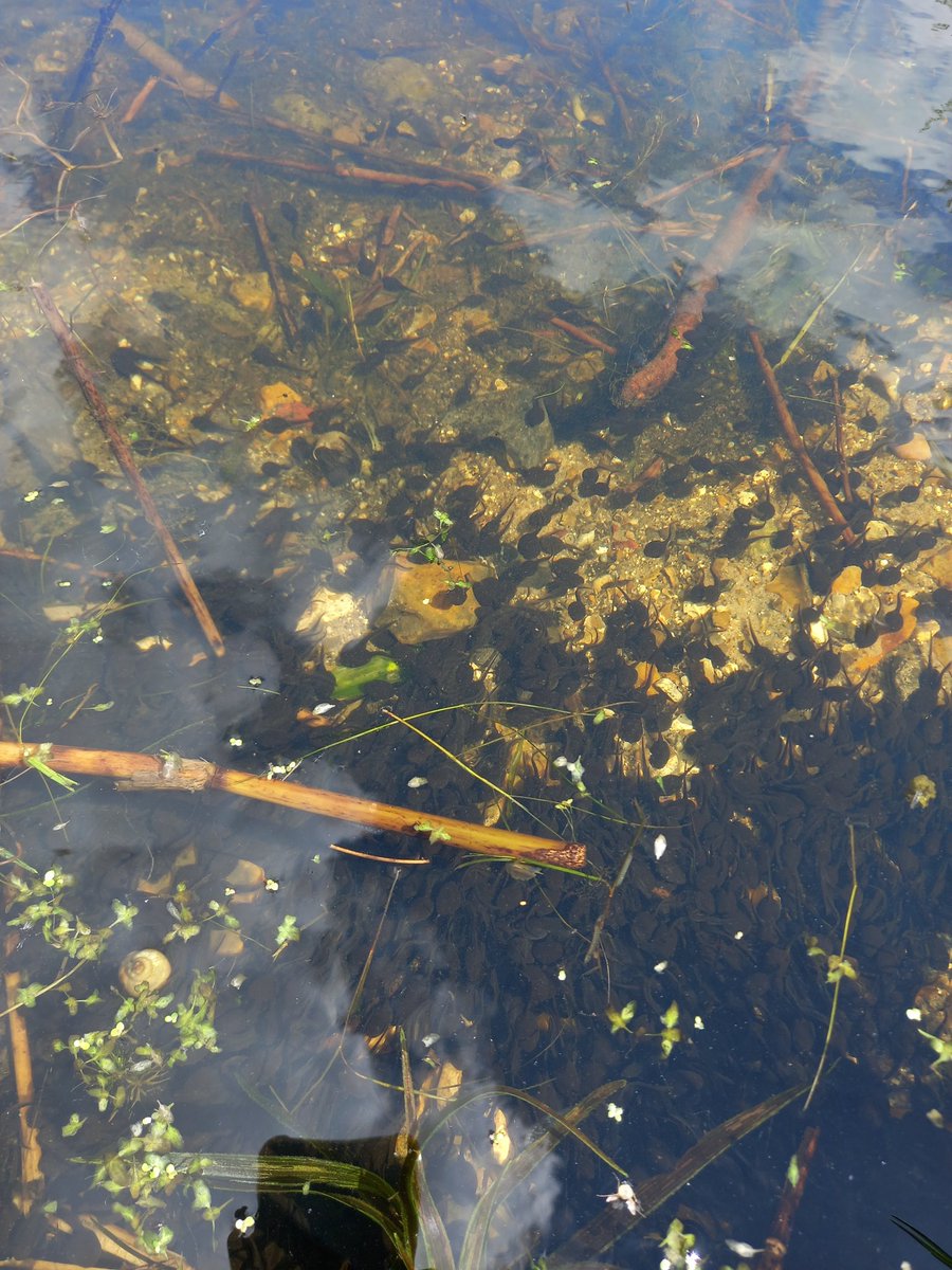 harris_sjh's tweet photo. Nine Hobby over #ThompsonWater today. Plus Swifts are back and wildfowl numbers well down. And check out all those tadpoles! All change since my last visit over a week ago. π https://t.co/6JhtEEEkTr
