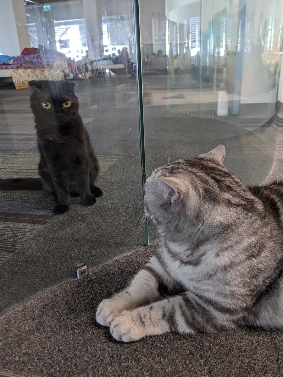 freya_carr's tweet photo. These pets are providing some much needed fun and comfort to Ukrainian refugees at this transit centre in Romania. Today I've met 5 cats and a dog. Last week the centre was also home to a rabbit and a snake! https://t.co/n9UE48jX2n
