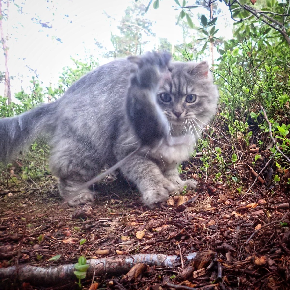Ravn69's tweet photo. Kattens lek med musen. #Sofus koser seg https://t.co/Oc3CtBZ7M3