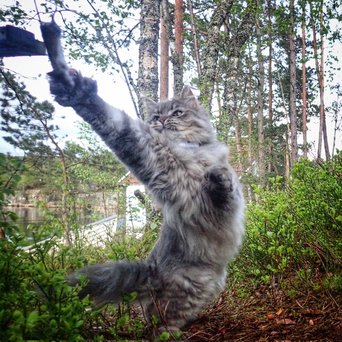Ravn69's tweet photo. Kattens lek med musen. #Sofus koser seg https://t.co/Oc3CtBZ7M3
