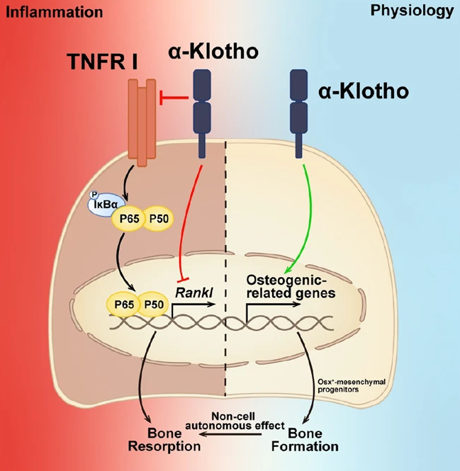 ExtracellMatrix's tweet photo. In this new @sigtrans_sttt paper, scientists identify the mechanism whereby Klotho expressed in Osx+ mesenchymal progenitors controls #osteoblast differentiation and osteoclastogenesis during mandibular alveolar #BoneFormation 🦴 and repair.
🔓 https://t.co/P9stX8PItv https://t.co/HgI1PjkawL