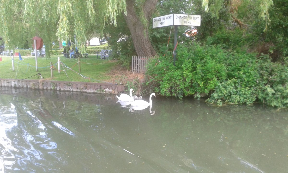 Camboats's tweet photo. First Cygnets on the River Cam Cambridge https://t.co/NcvZi9tgo8