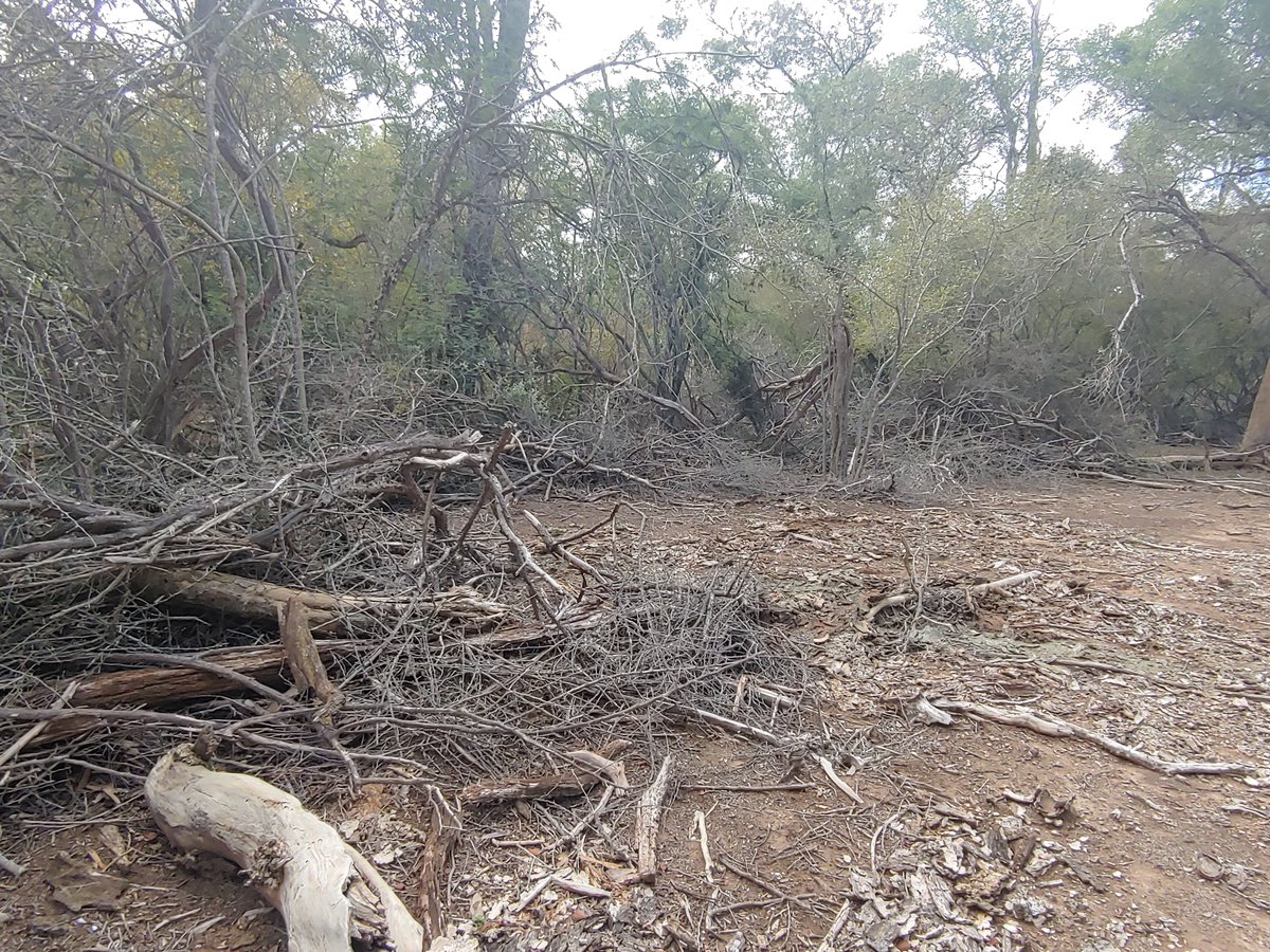 MatiasMottet's tweet photo. A través de iniciativas de MBGI promovidas por el proyecto "Palo Santo", se fomenta el uso sostenible de los bosques Nativos para mejorar las condiciones de vida de los argentinos que viven en el monte chaqueño, garantizando los bienes y servicios ambientales del bosque. #MBGI https://t.co/jqMHl9BuRd