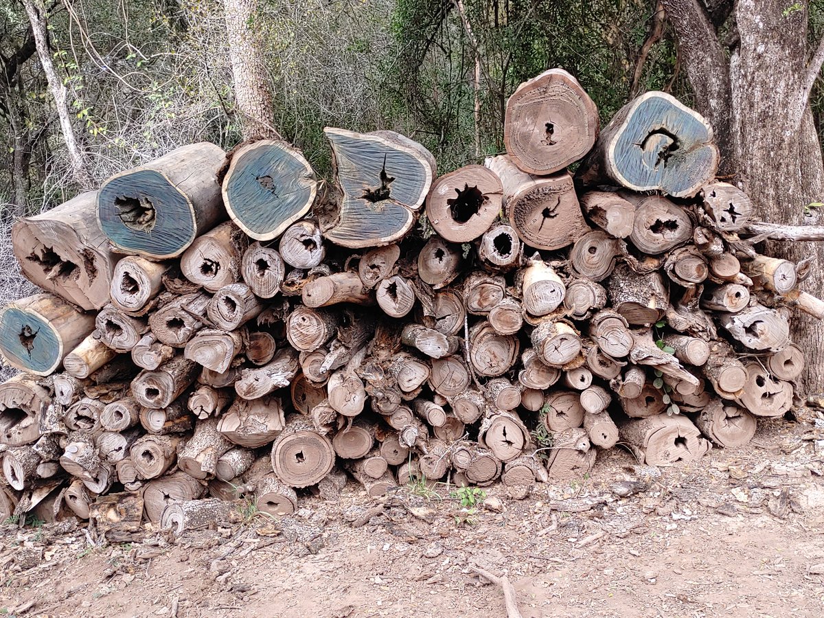 MatiasMottet's tweet photo. A través de iniciativas de MBGI promovidas por el proyecto "Palo Santo", se fomenta el uso sostenible de los bosques Nativos para mejorar las condiciones de vida de los argentinos que viven en el monte chaqueño, garantizando los bienes y servicios ambientales del bosque. #MBGI https://t.co/jqMHl9BuRd