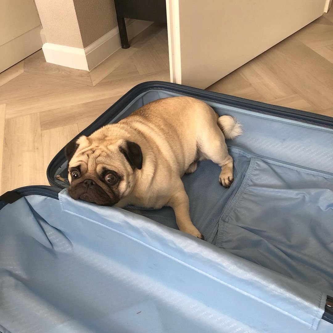 pugLovers27's tweet photo. We are heartbroken 💔 On Wednesday we had to say goodbye to dinky🌈🐕🐶❤️

#pugs #puglife #puppylove #dogsoftwitter https://t.co/FtSGwSgBn1