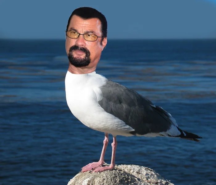 Steven seagul