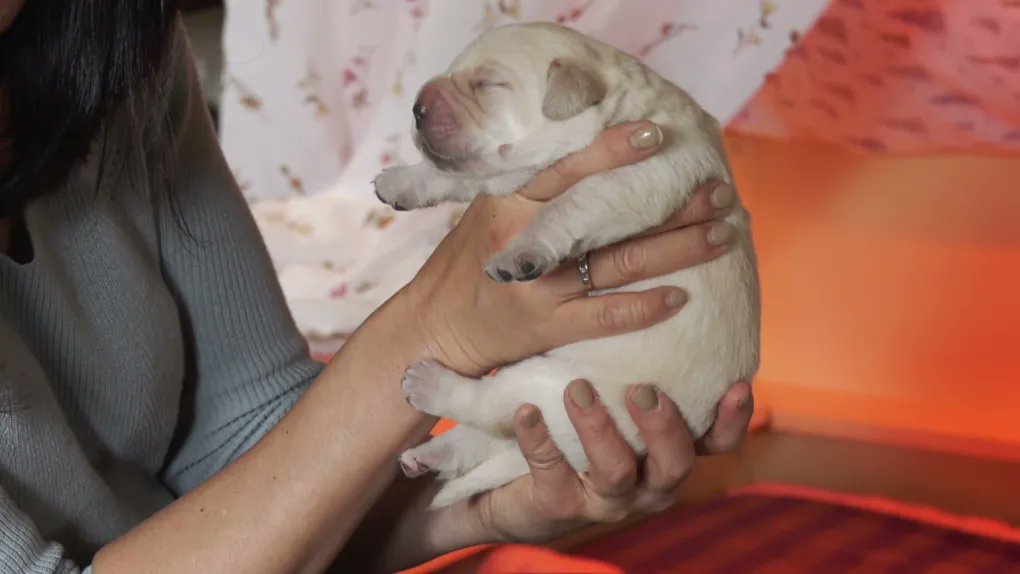 ABGuideDogs's tweet image. Shout out to @CTVVancouver for highlighting our need for new Puppy Raisers, featuring the NEW AWAKENING of puppies born May the 4th! We are ALSO holding a NAMING CONTEST. Email your Star Wars-inspired names before May 20 to linda.thornton@bcguidedog.com. bc.ctvnews.ca/puppy-raisers-…