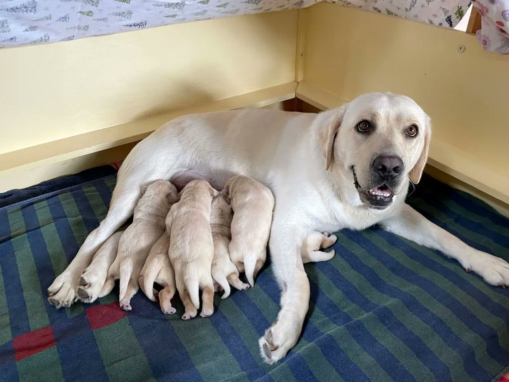 ABGuideDogs's tweet image. Shout out to @CTVVancouver for highlighting our need for new Puppy Raisers, featuring the NEW AWAKENING of puppies born May the 4th! We are ALSO holding a NAMING CONTEST. Email your Star Wars-inspired names before May 20 to linda.thornton@bcguidedog.com. bc.ctvnews.ca/puppy-raisers-…