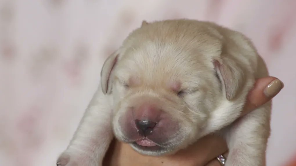 ABGuideDogs's tweet image. Shout out to @CTVVancouver for highlighting our need for new Puppy Raisers, featuring the NEW AWAKENING of puppies born May the 4th! We are ALSO holding a NAMING CONTEST. Email your Star Wars-inspired names before May 20 to linda.thornton@bcguidedog.com. bc.ctvnews.ca/puppy-raisers-…