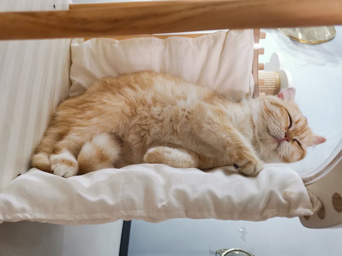 at_fr3y's tweet photo. 🐱☕️ https://t.co/6muBfnGZcE