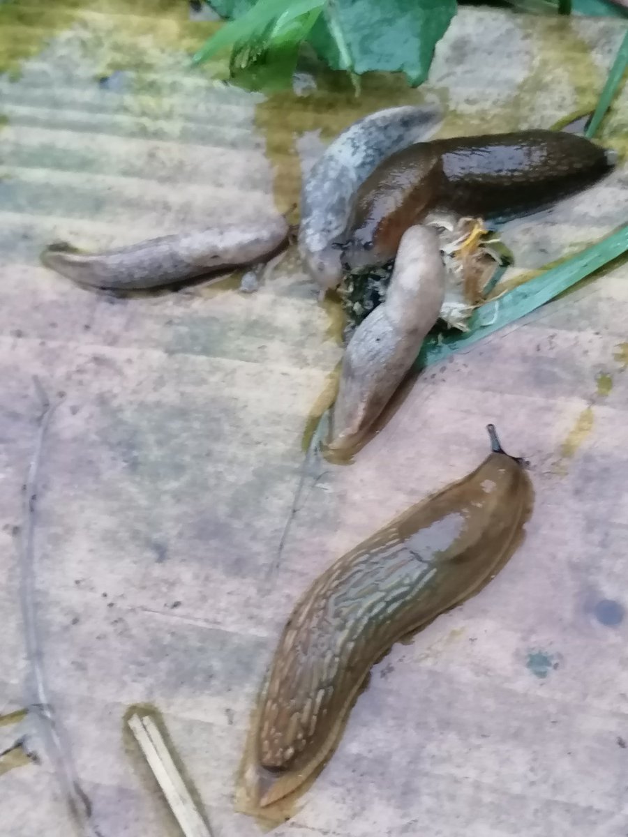 Marcusiform's tweet photo. Slugs enjoying the rain https://t.co/gAl2bOl251