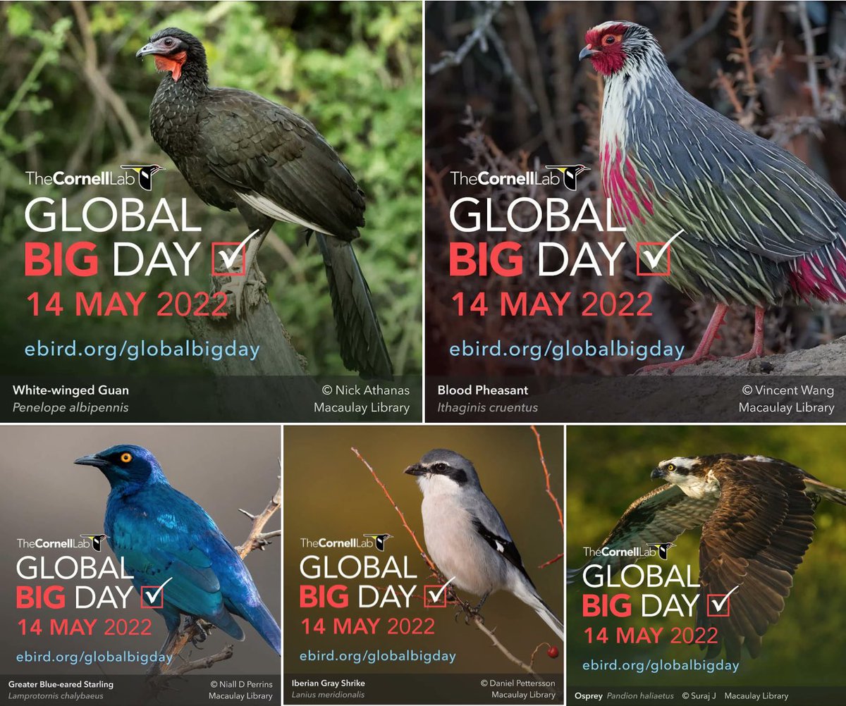 Joko's tweet photo. Can’t wait to go birding on #GlobalBigDay this Saturday! Fingers crossed for good weather - me and my son will go looking for some mountain species that are more difficult to find. Where will you be?

@Team_eBird @CornellBirds @SwarovskiOptik @sofiabirdwalks https://t.co/DkgcfNPa6y