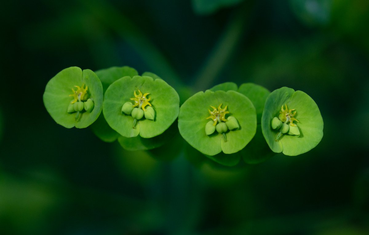 tiny_planet_'s tweet photo. The four green sisters. https://t.co/kDQcvjOo2X