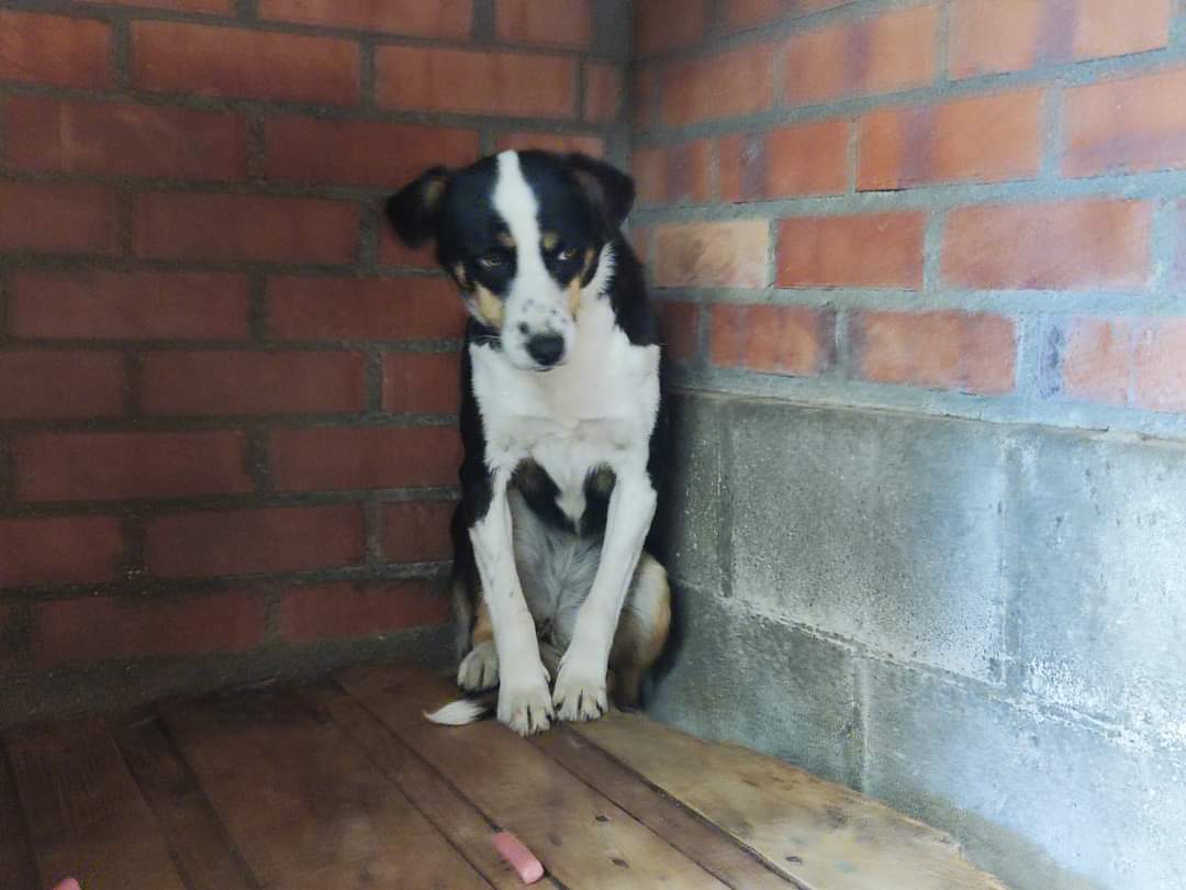 Kiara está aterrada, no se atreve ni a moverse, ni a comer 😢
Cuánto daño le habrán hecho, cuanto dolor y miedo en ese pobre corazón 💔😢
De momento está aterrada.
Tiene un año y medio  una.nueva.vida.valladolid@gmail.com