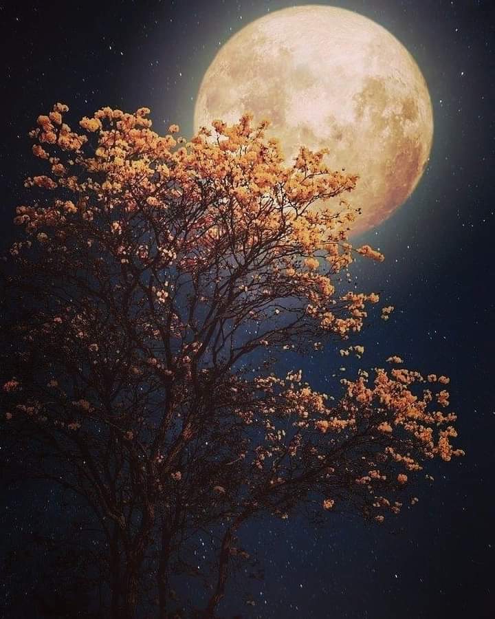 Sari_Friends1's tweet photo. ⚪ MAGICAL EVENING 🧡⚪🧡
#naturelovers #nature #NatureBeauty https://t.co/46AgVphNdR