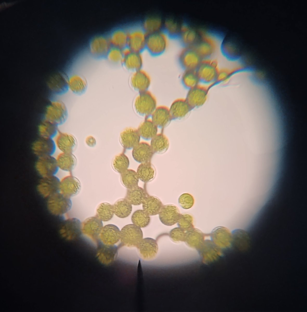 LPatchBHS's tweet photo. Nutrient lab results after 2 weeks to show fertilizers impact on local creek water #tcsyes #eutrophication #microscope https://t.co/pJCCgE1AQg