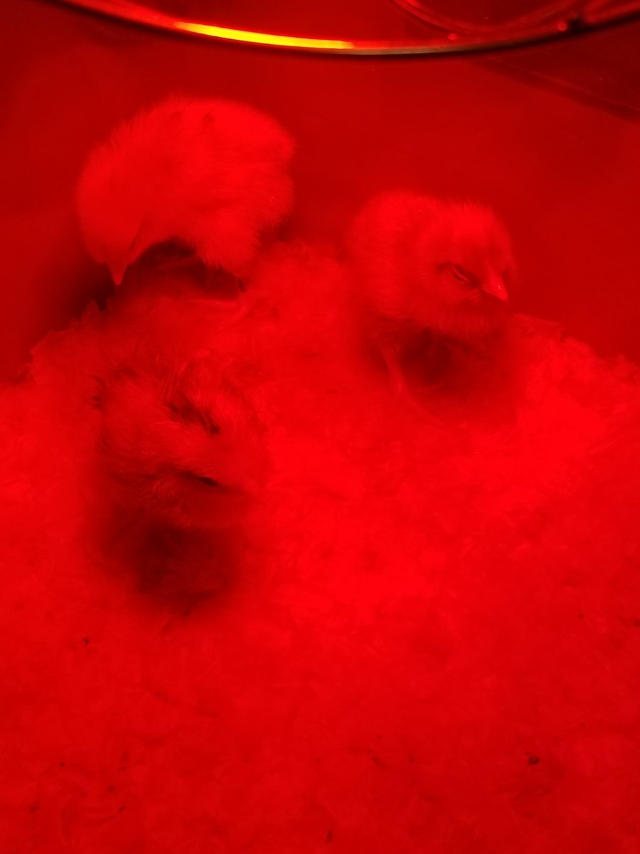 Karen Dreistadt tweet media