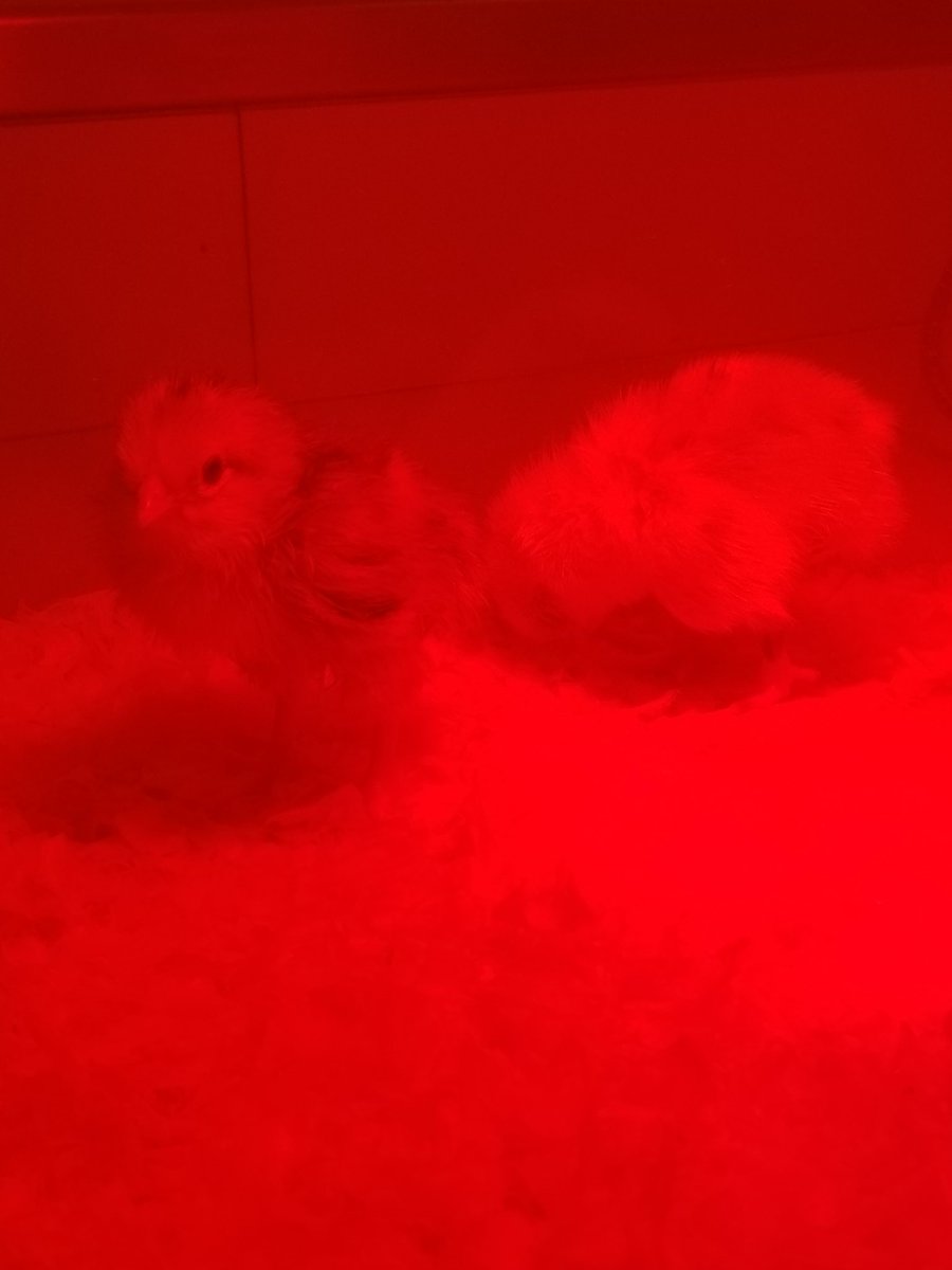 Karen Dreistadt tweet media